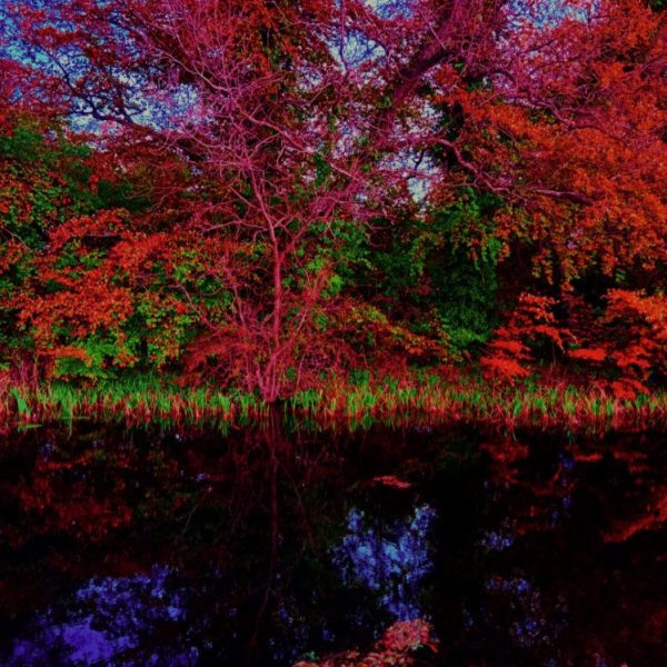 Still Reflections