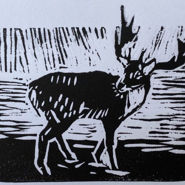 Reindeer - Maev Lenaghan