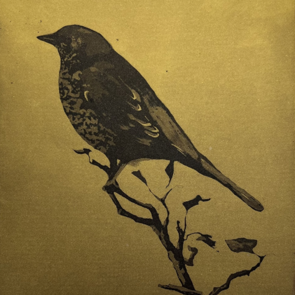 Barry Meskell - Dawn chorus