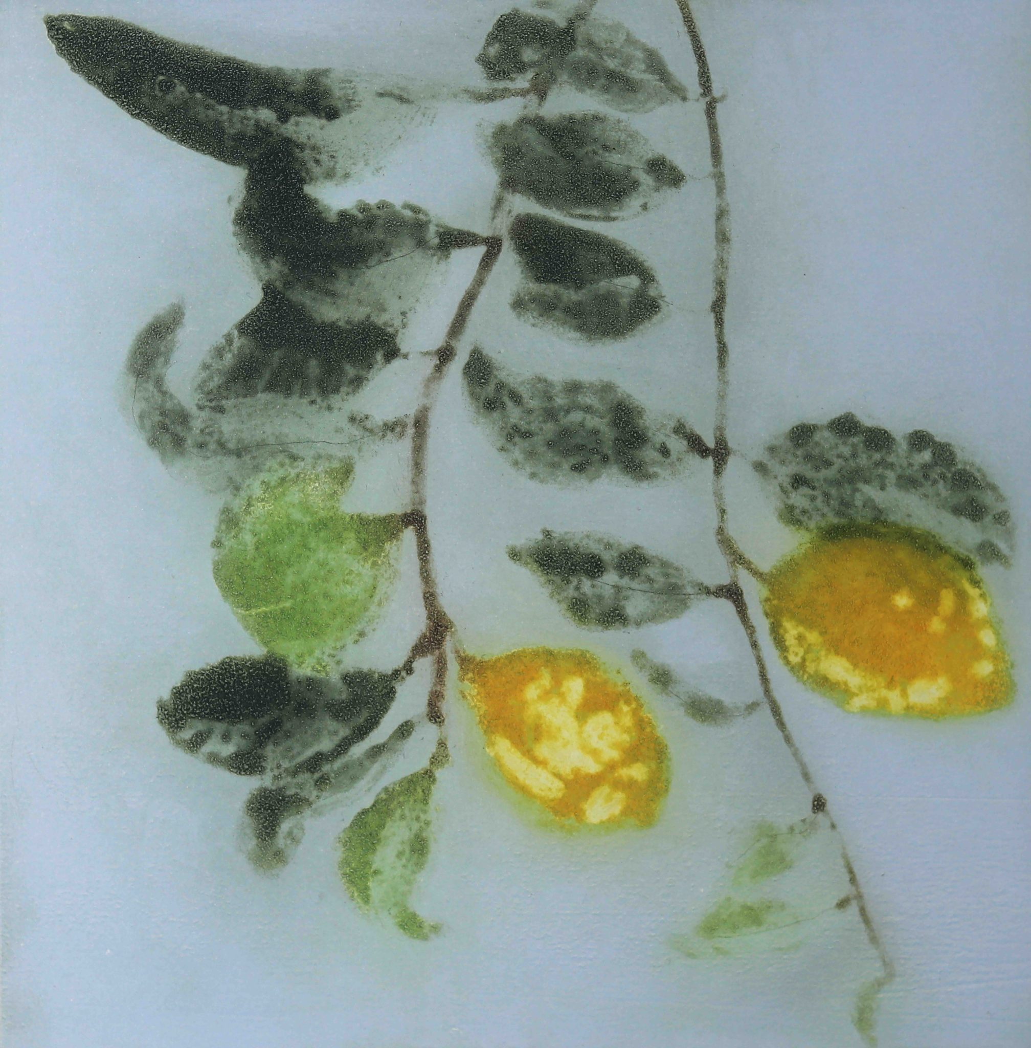Lemons by Cliona Doyle