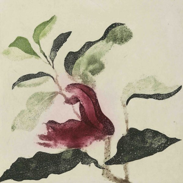 ClionaDoyle_Magnolia_III_30x35cm