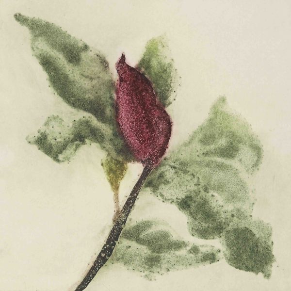 ClionaDoyle_Magnolia_II_30x35cm