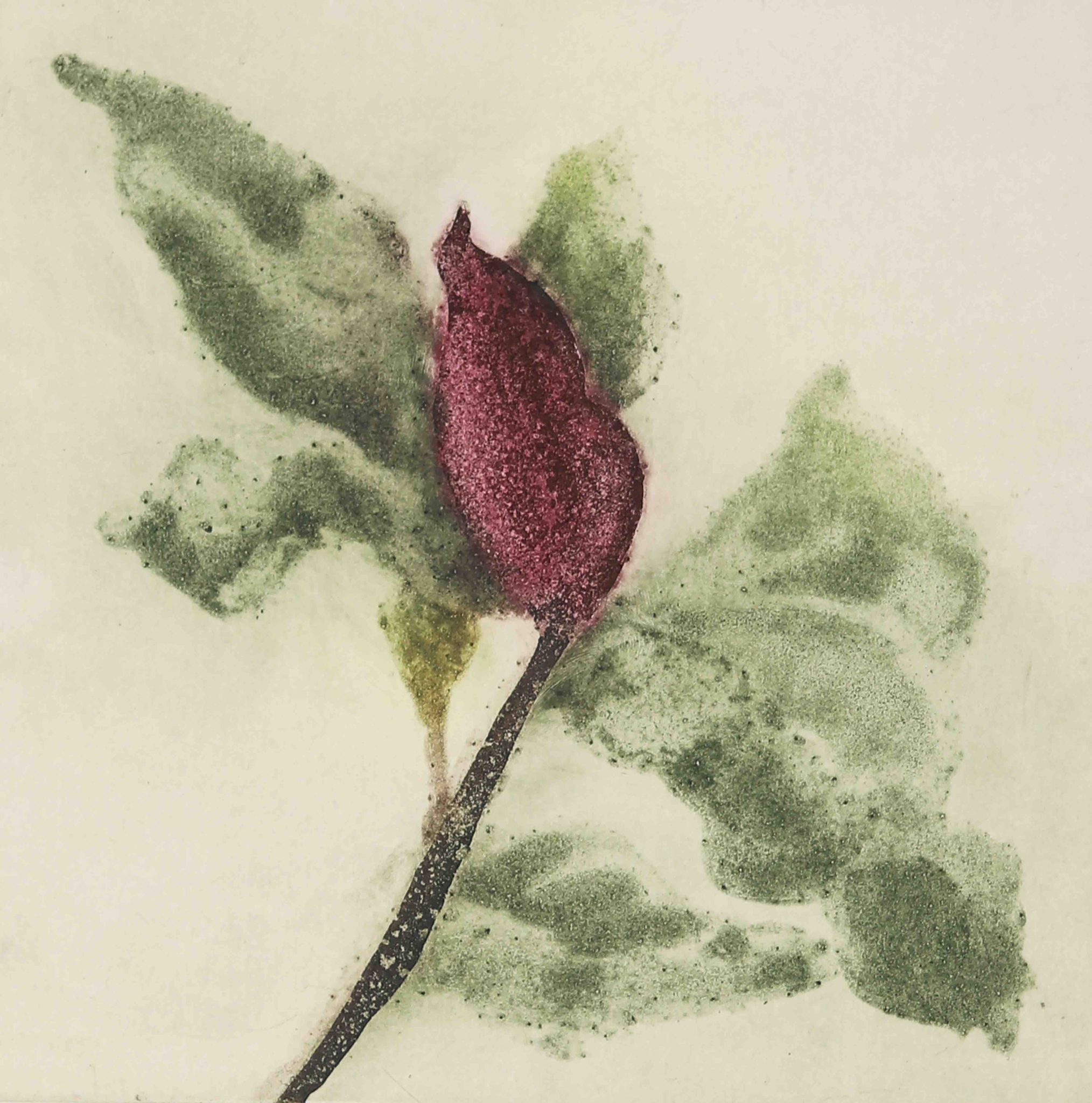 Magnolia Nigra II by Cliona Doyle