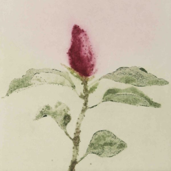 ClionaDoyle_Magnolia_I_30x35cm