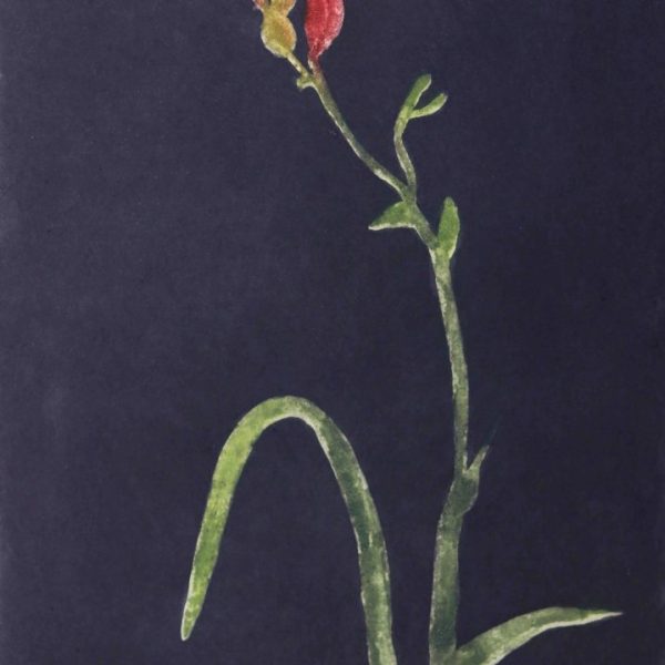 ClionaDoyle_TigerBloodLily(Black)_40x58cm