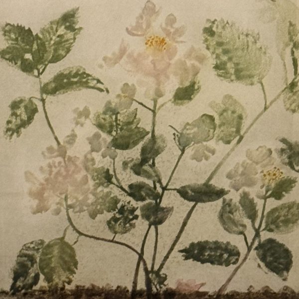 Hydrangea-Hobella-clionadoyle