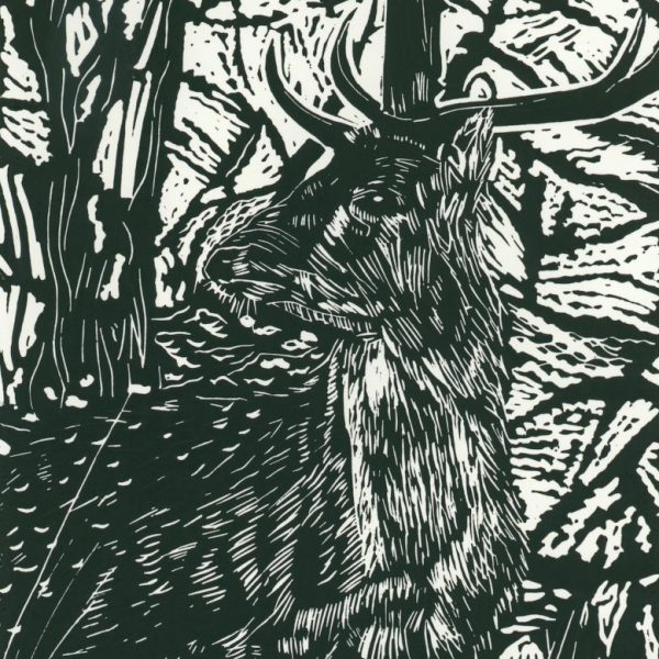 Joe Ryan-Stag amongst Undergrowth