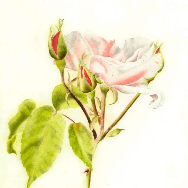 Maura Keating-Souvenir de St. Anne's