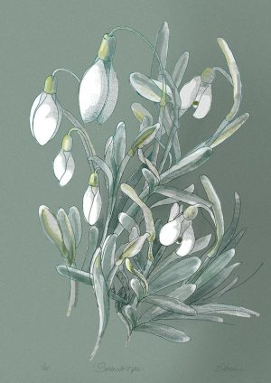 Graphic Studio Dublin • Liam O'Broin: Snowdrops