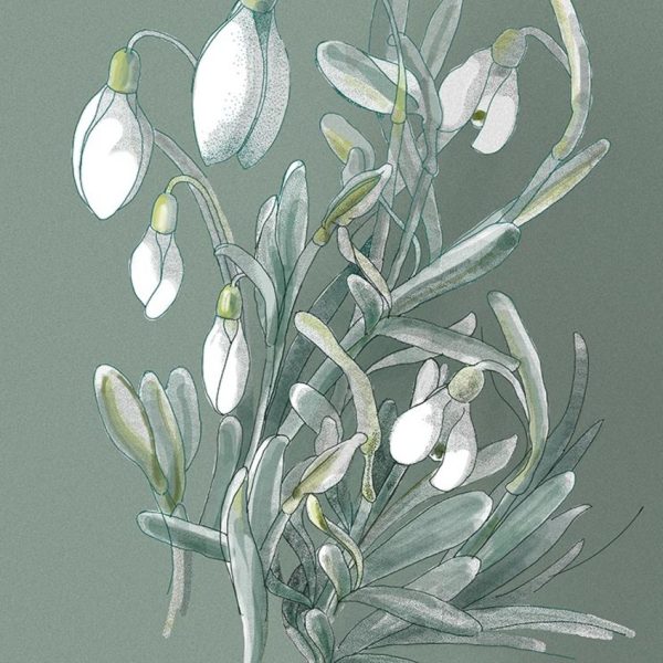 Snowdrops