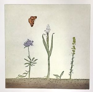 Graphic Studio Dublin • Cliona Doyle: White Orchid