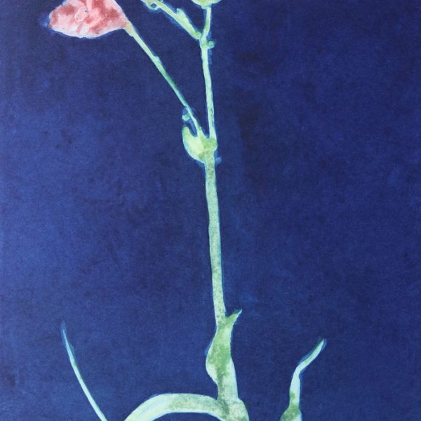 Hemerocalis Tiger Blood Blue