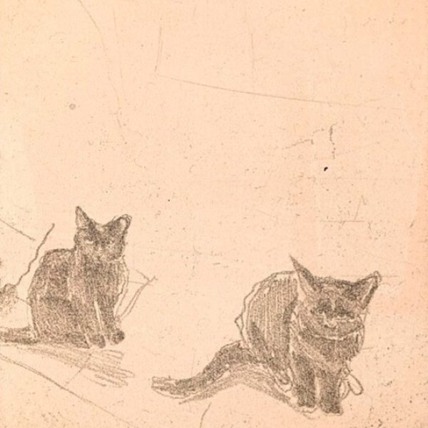 Hazy Cat Skies